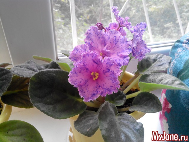 ��� ��������