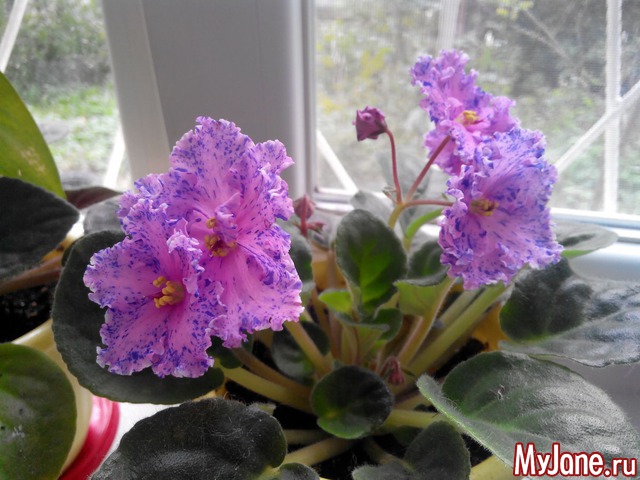 ��� ��������