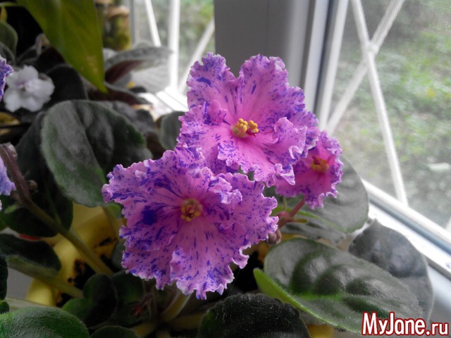 ��� ��������