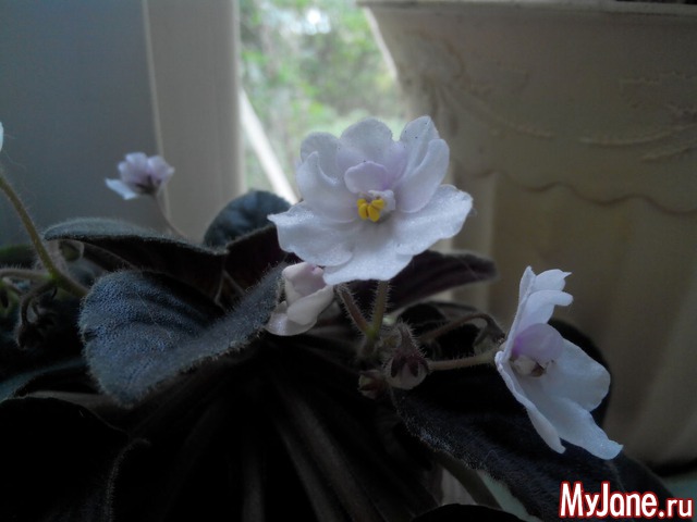 ��� ��������