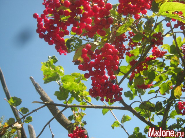 ��� ����������