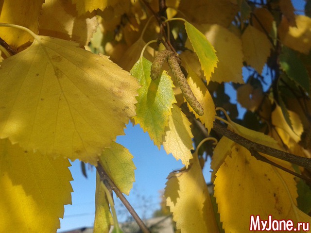 �����-��� ���� ������