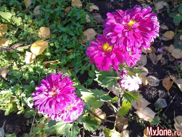 �����-��� ���� ������