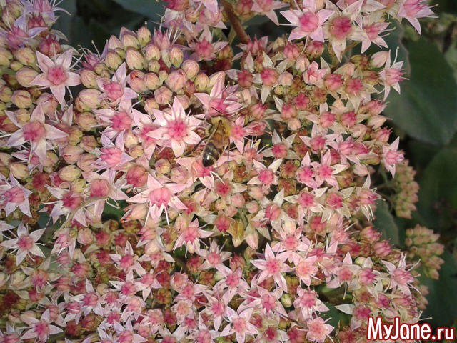 �����-��� ���� ������