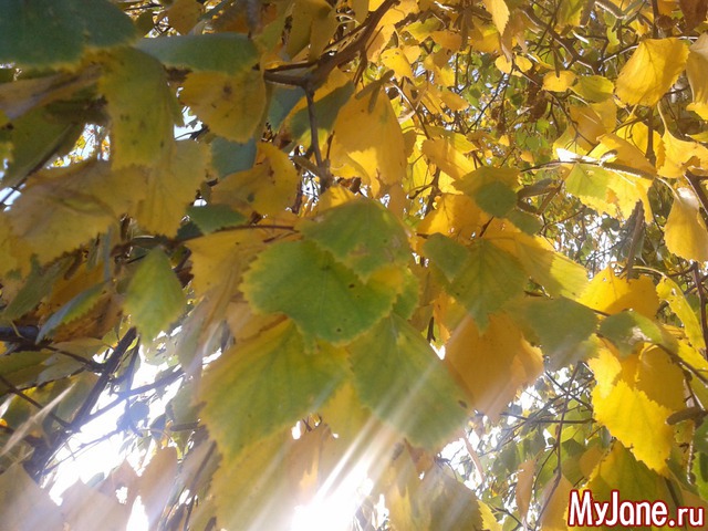 �����-��� ���� ������