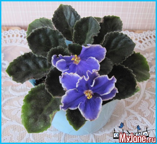 ����� ������