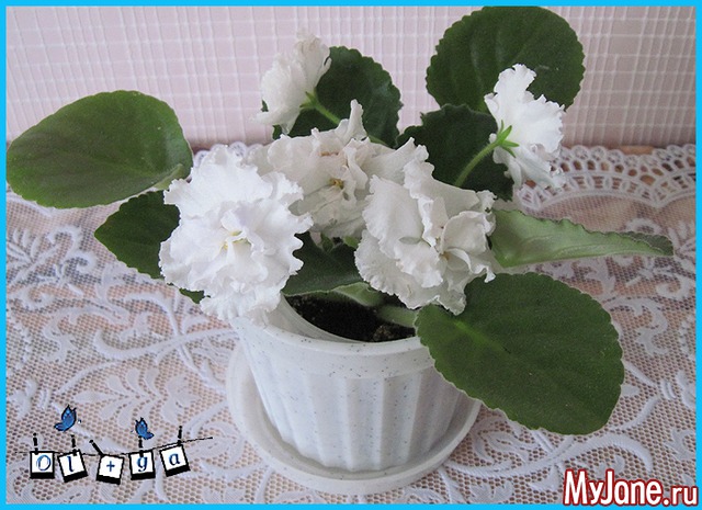 ����� �������