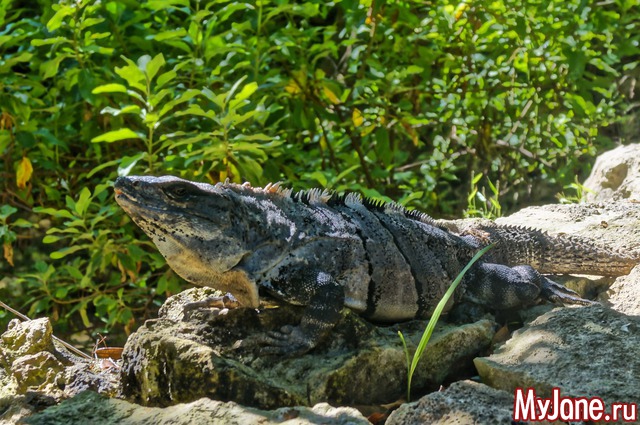 ������ - �������, ���� ��� ��� ����� �������� ����� �����-�� �����