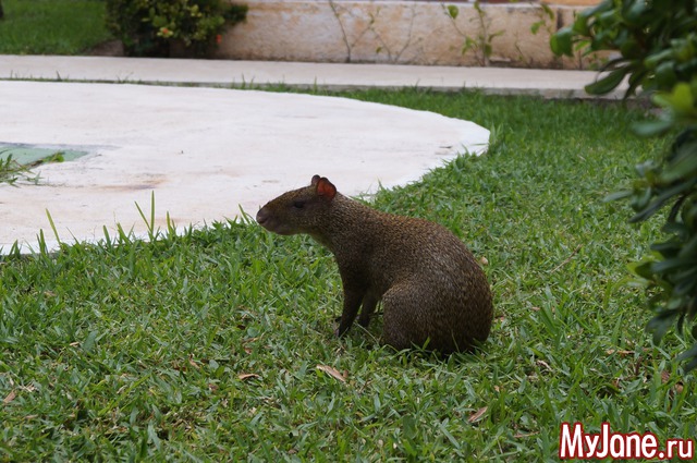 ����� - ������� ����� � �������