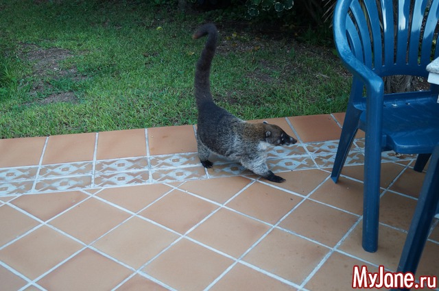 ����� - ���� ������� �����������