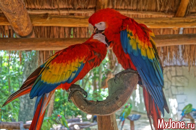 ��� ����� ������...