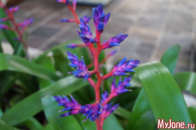 ����� ����������� ��������������