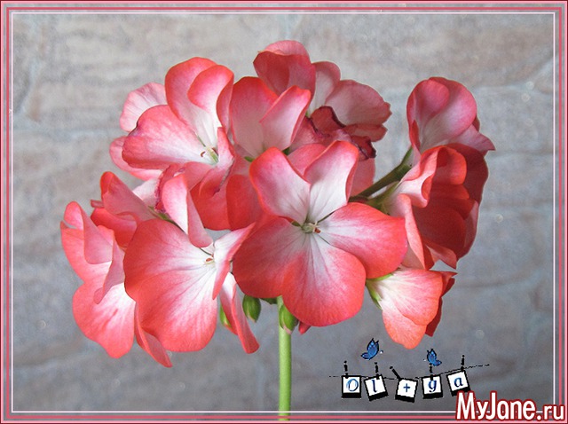 ������ divas picotee mix