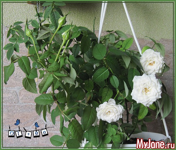 ���� �����