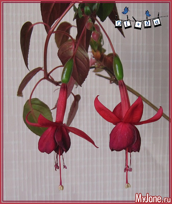 ������ Huet's Kwarts