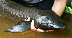 �� ����� ���������� ����, ������� ���� ��� ���� 3-5 ���