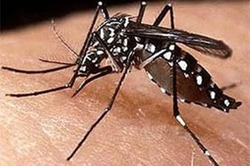 Во Франции появились комары, укус которых вызывает лихорадку