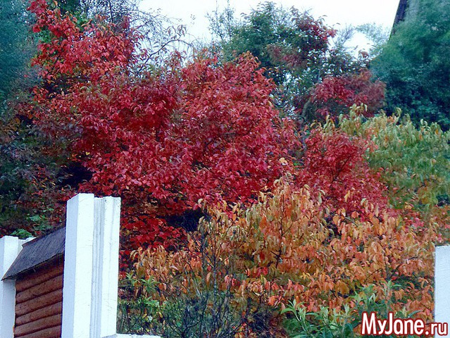 ��� ����� �� ����� �����