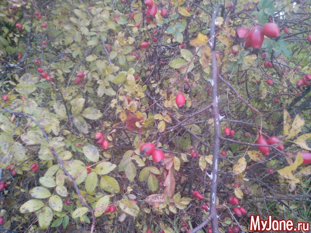 ��� �����