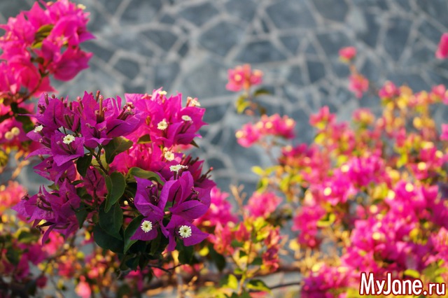 ������ ����