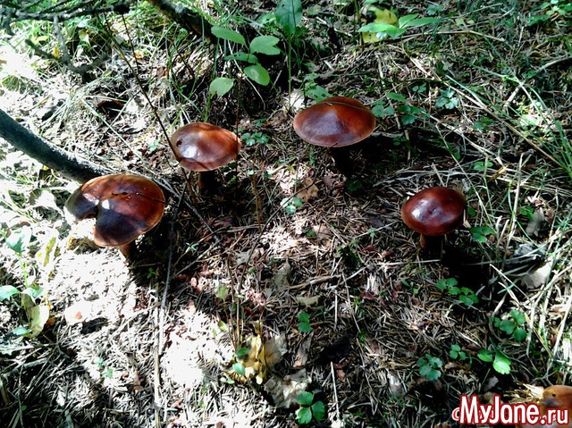 ��� �������� �����.