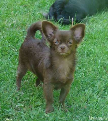 ����� ���������