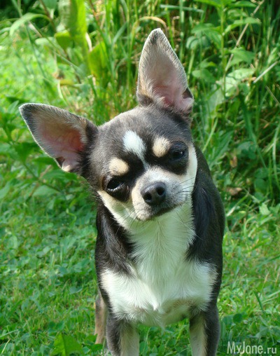 �������� (�����)