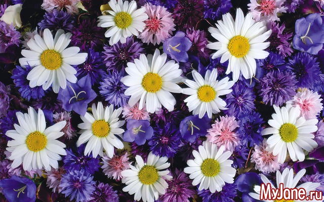 �������� ����������