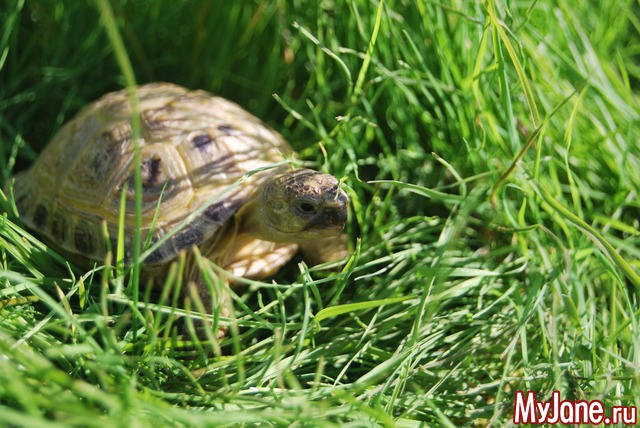 �������� �� ��������