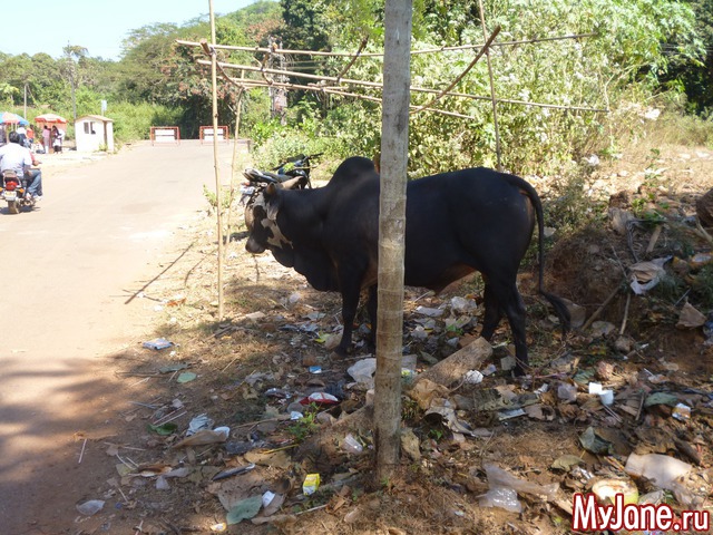 ���� �����������