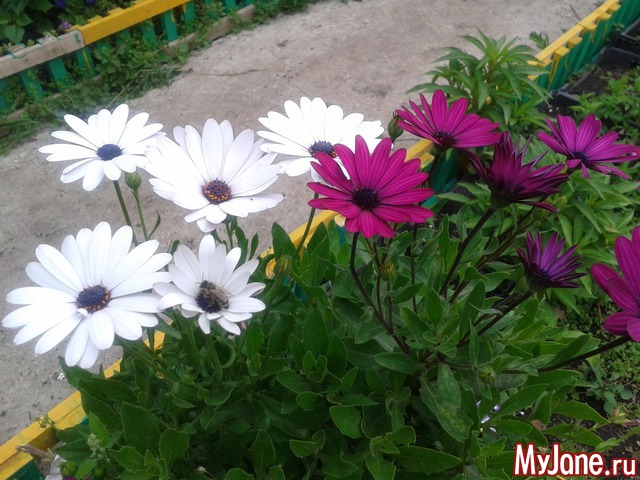 ��� �����