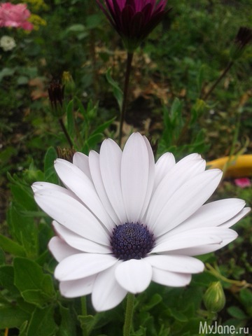 ��� �����