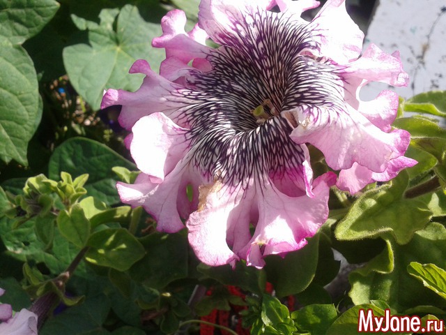 ��� �����