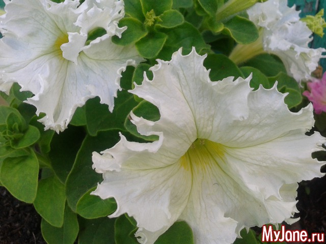 ��� �����