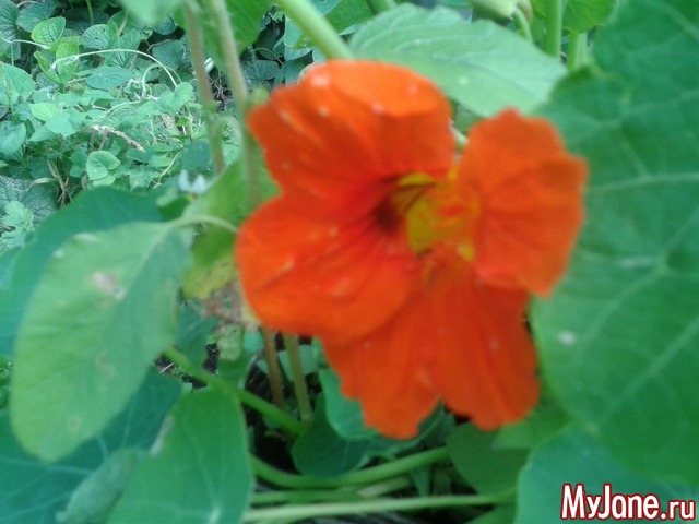 ��� �����