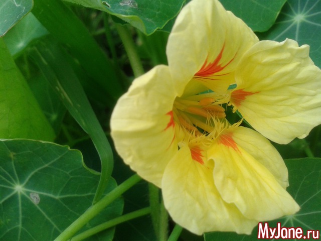 ��� �����