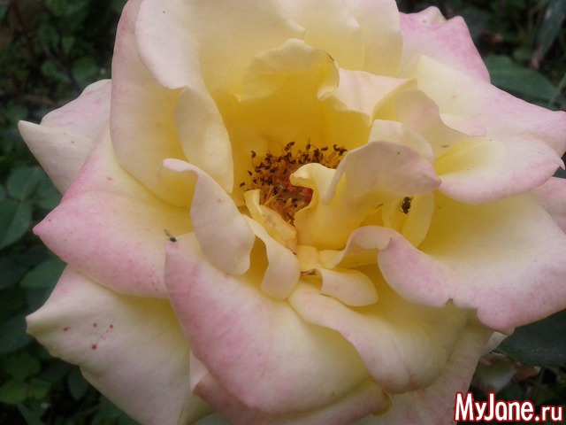 ��� �����