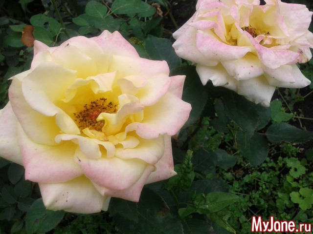 ��� �����