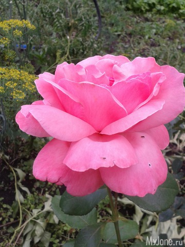 ��� �����