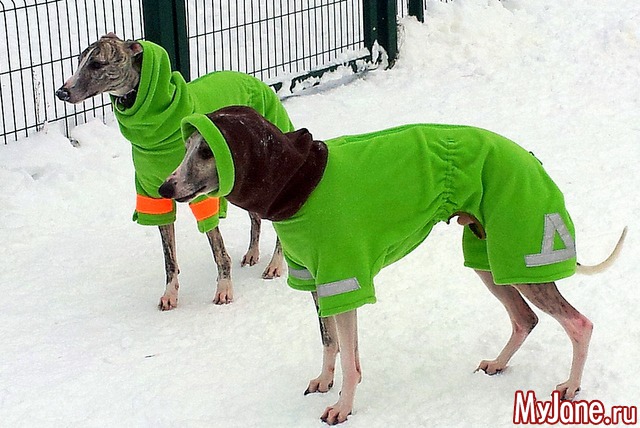 ��� ������� ���� � ��� ( 2015, ������ )