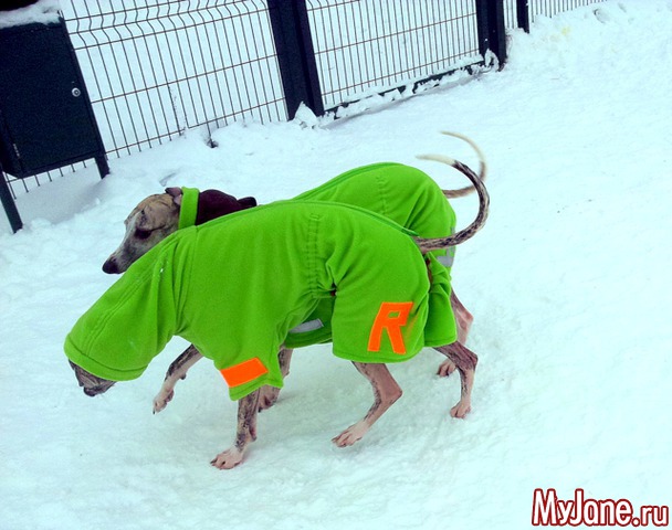 ��� ������� ���� � ��� ( 2015, ������ )