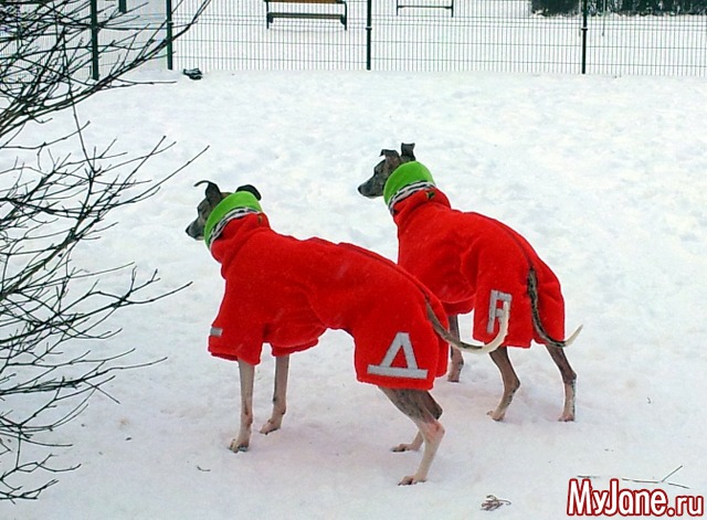 ��� ������� ���� � ��� ( 2015, ������ )