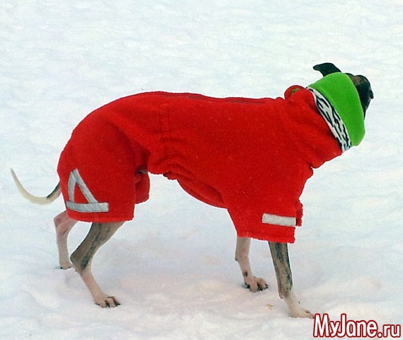 ��� ������� ���� � ��� ( 2015, ������ )