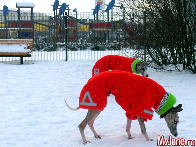 ��� ������� ���� � ��� ( 2015, ������ )