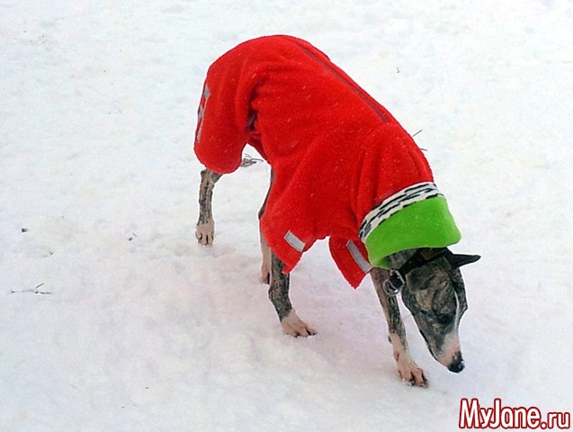 ��� ������� ���� � ��� ( 2015, ������ )