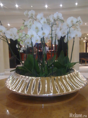 � ����� "Grand Mitsis"