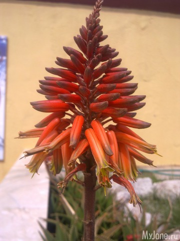 �������� �����