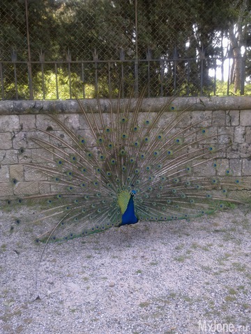 ������ � ����������