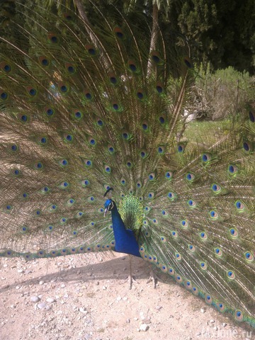 ��������� �������