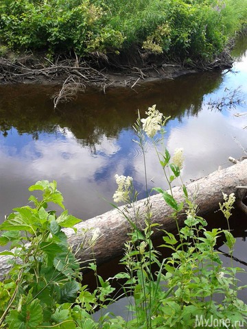 �����-��� ���� ������